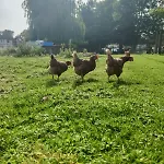 Holiday home Cote Fleurie, 2 A 4 Personnes, La Ferme De *