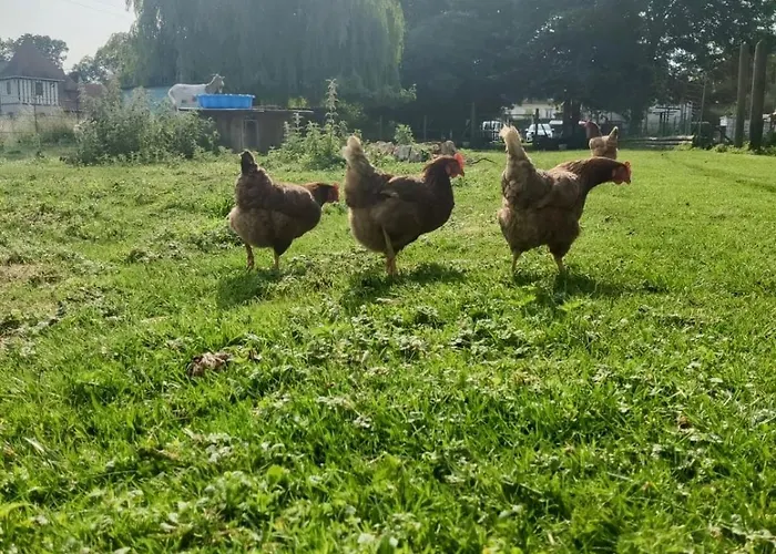 Nyaraló Cote Fleurie, 2 A 4 Personnes, La Ferme De *